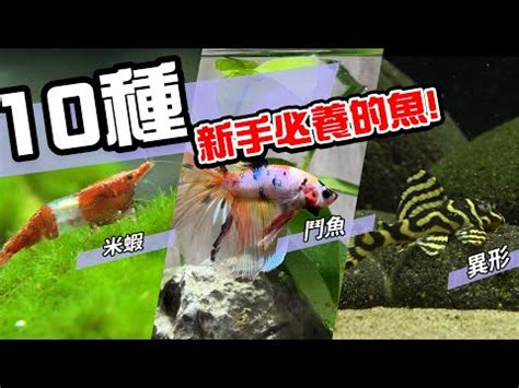 養魚 種類|2024年最受歡迎觀賞魚